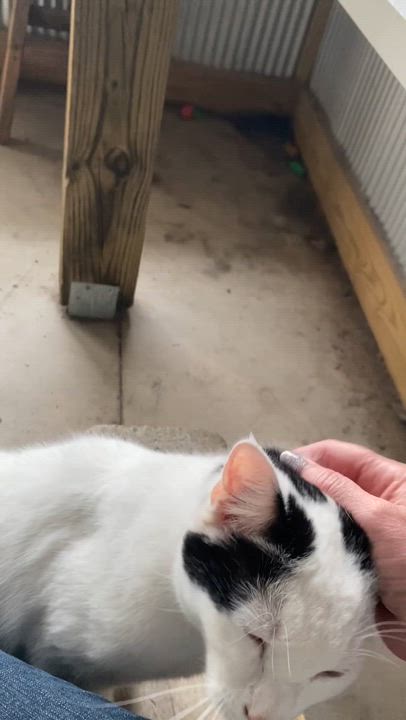 Enlarge Weezer, a Adoptable Domestic Short Hair in Fredericksburg, OH video 6/6