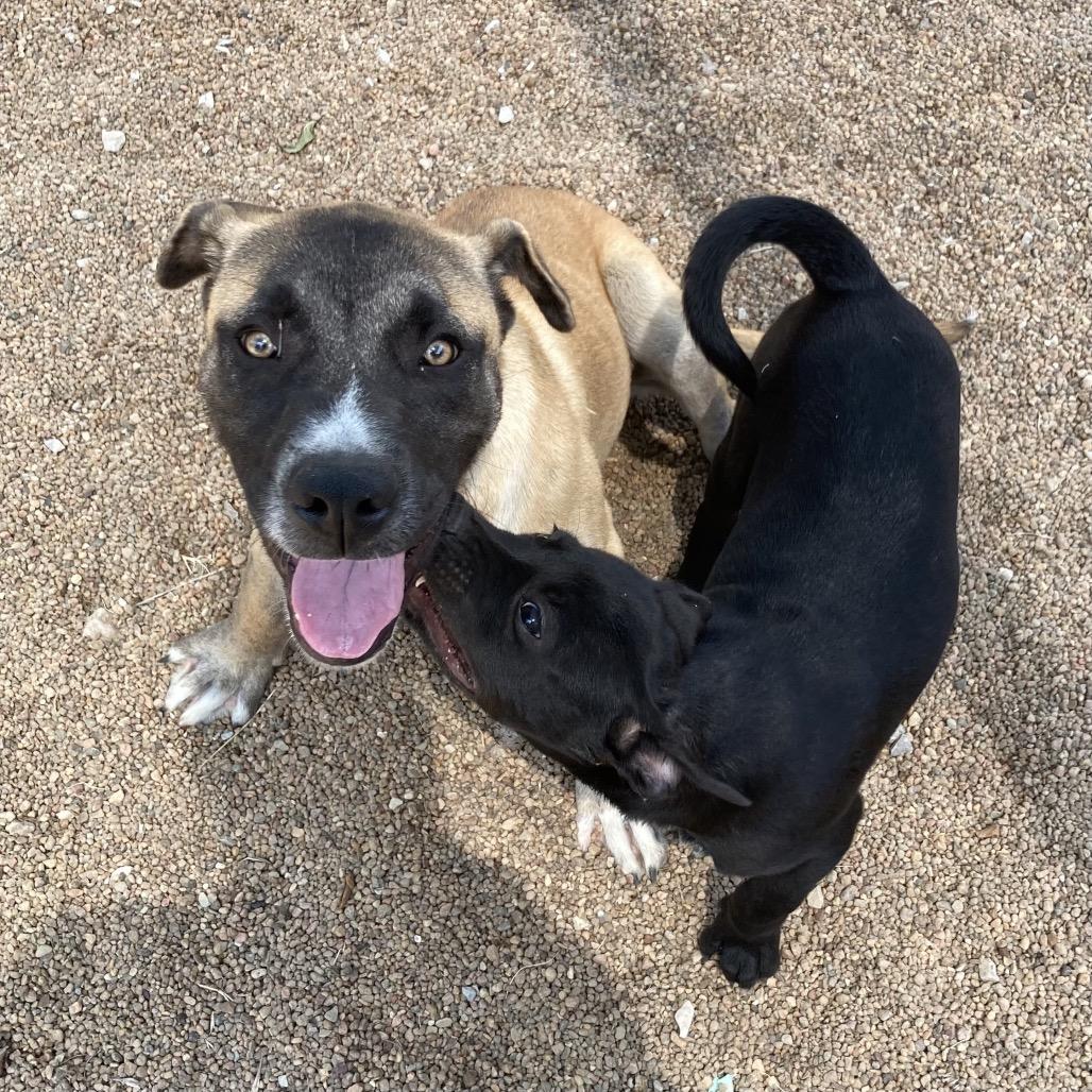 Kong, Adoptable, Puppy Male Mixed Breed.