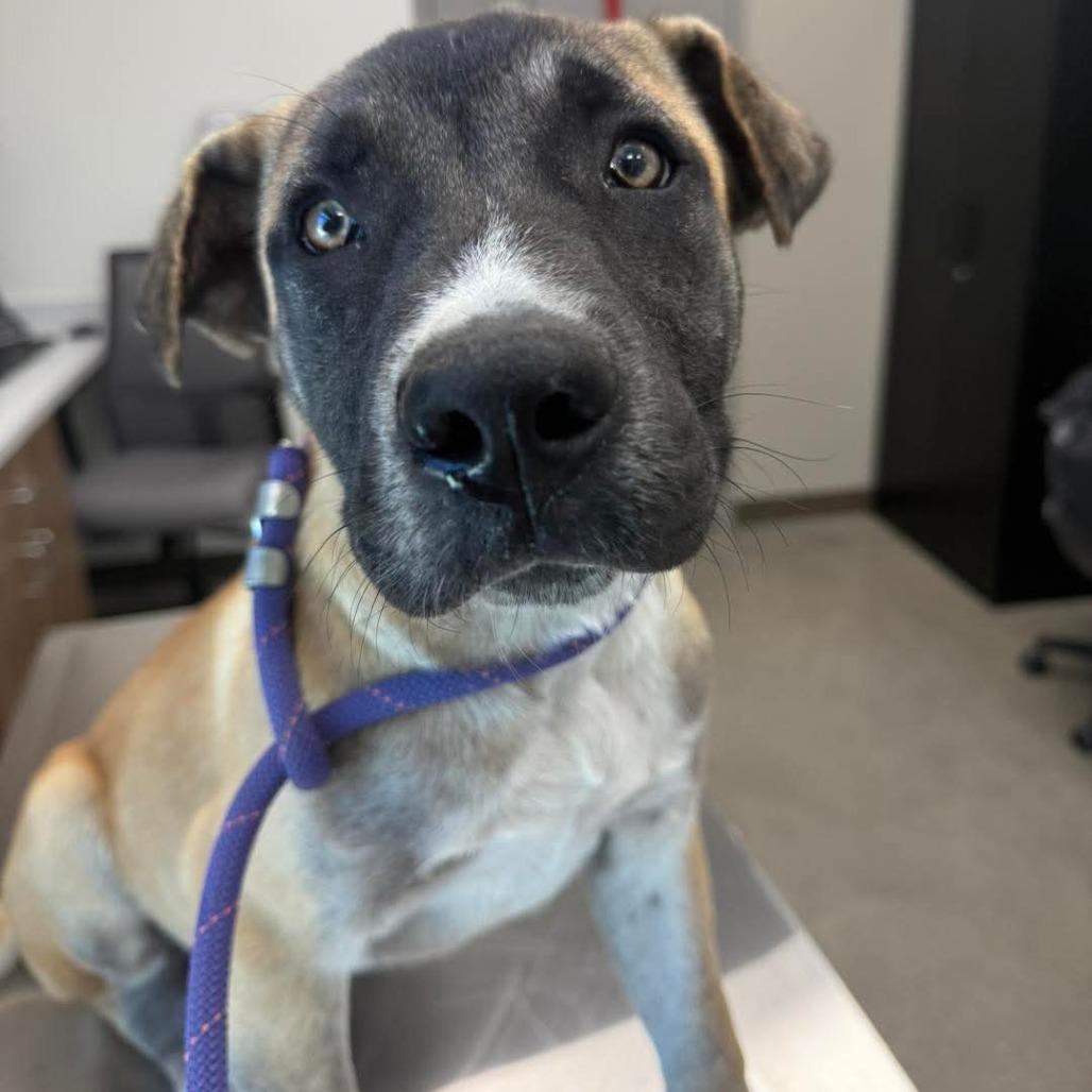 Kong, Adoptable, Puppy Male Mixed Breed.