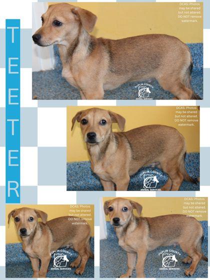 Enlarge TEETER, a Adoptable mixed breed in Kenansville, NC image 1/1