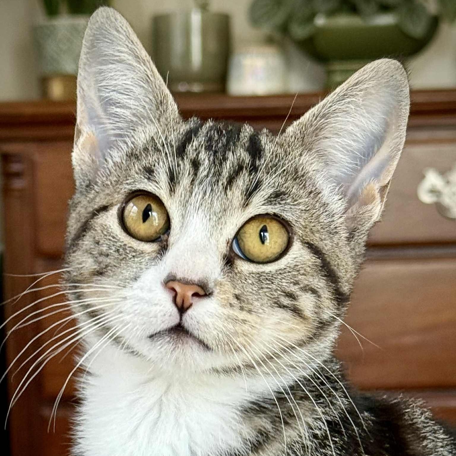 Chevy, Adoptable, Kitten Female Domestic Short Hair.