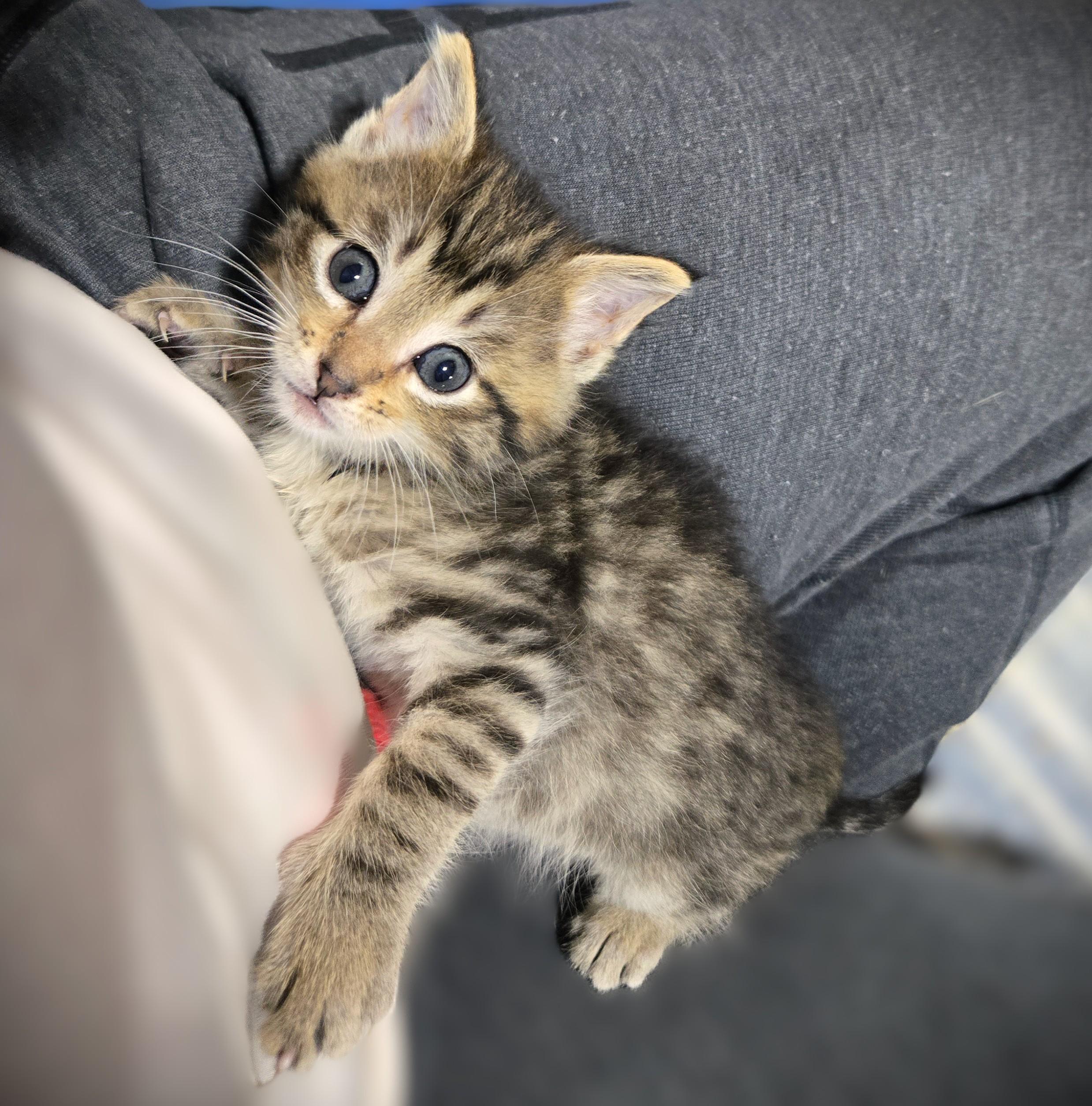 Teddy, ADOPTABLE, Kitten Male Domestic Long Hair.