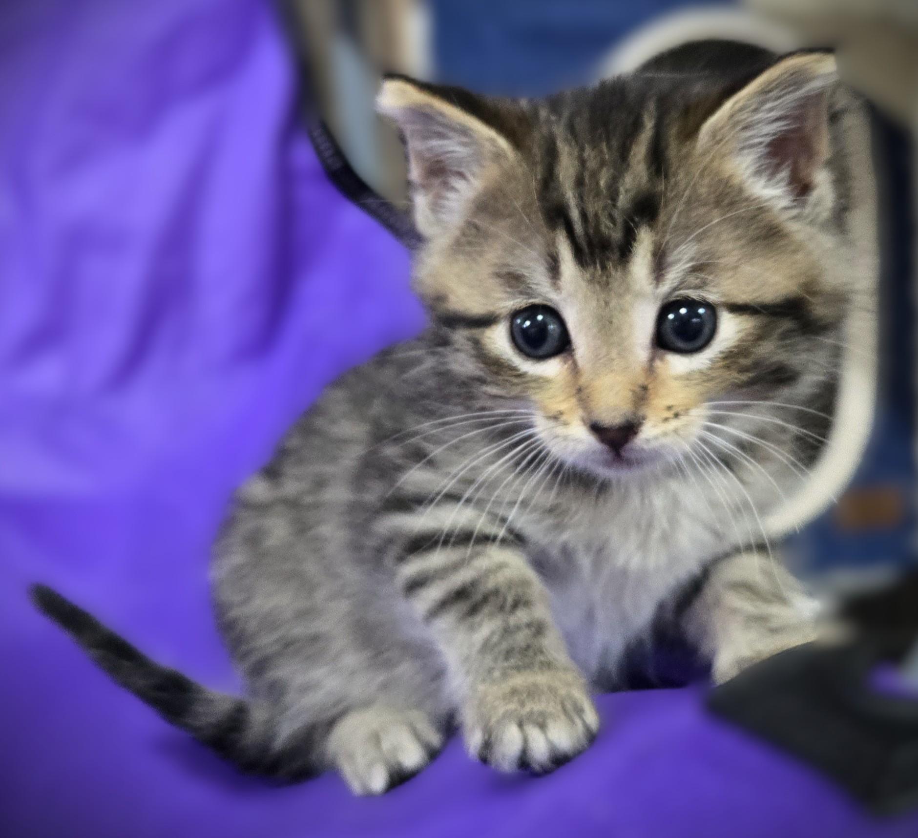 Enlarge Teddy, a ADOPTABLE Domestic Long Hair in Mankato, MN image 5/6