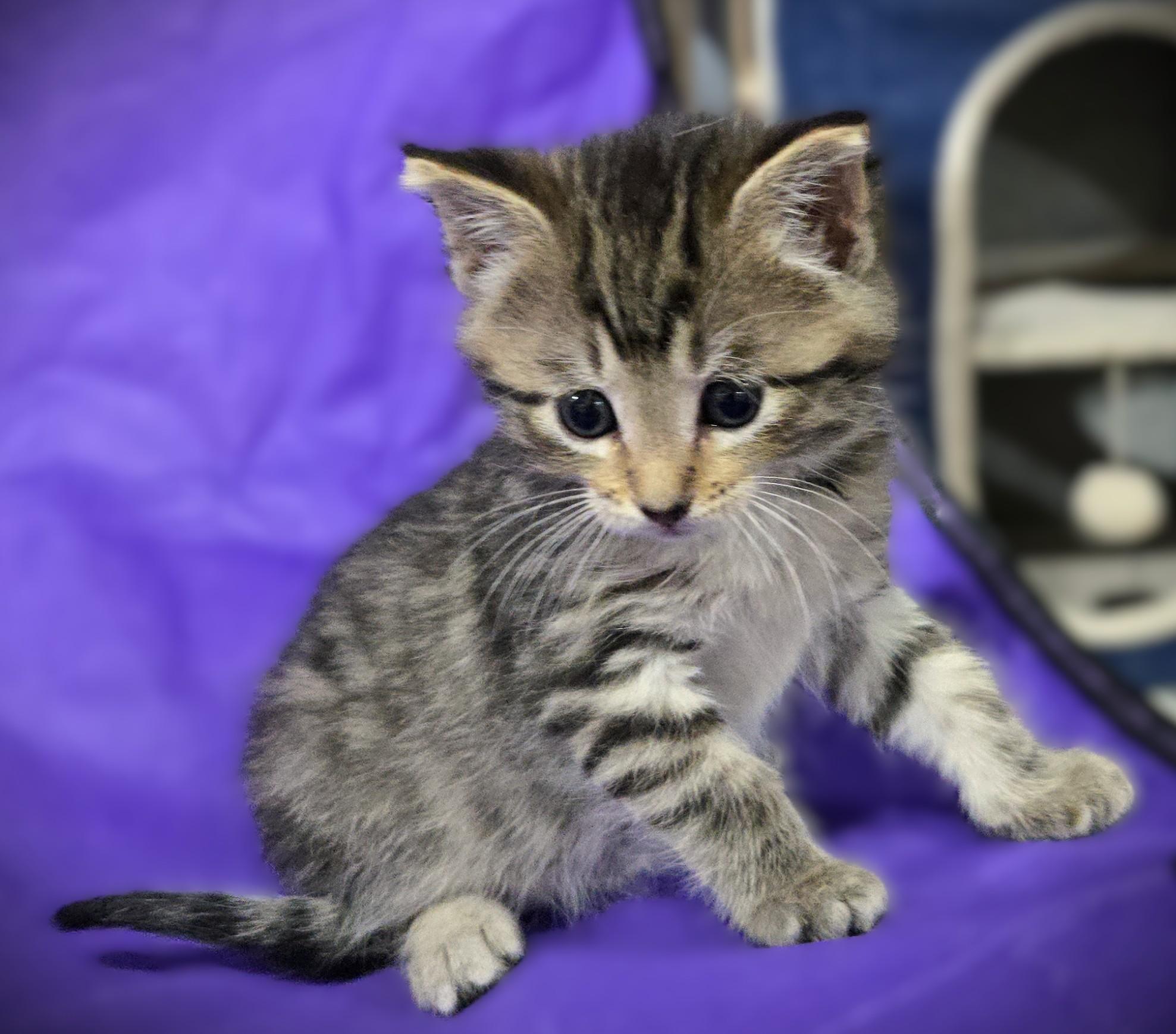 Enlarge Teddy, a ADOPTABLE Domestic Long Hair in Mankato, MN image 2/6