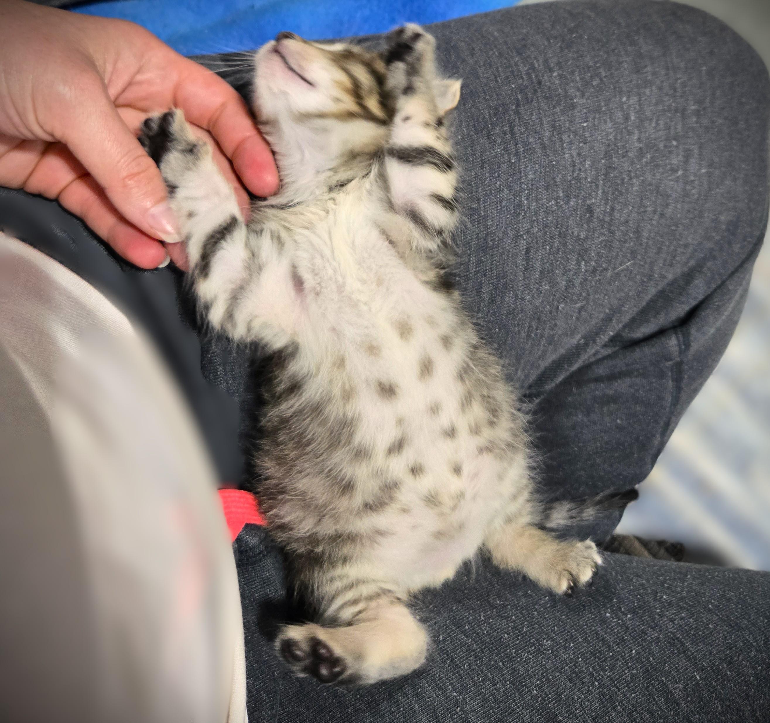Enlarge Teddy, a ADOPTABLE Domestic Long Hair in Mankato, MN image 3/6