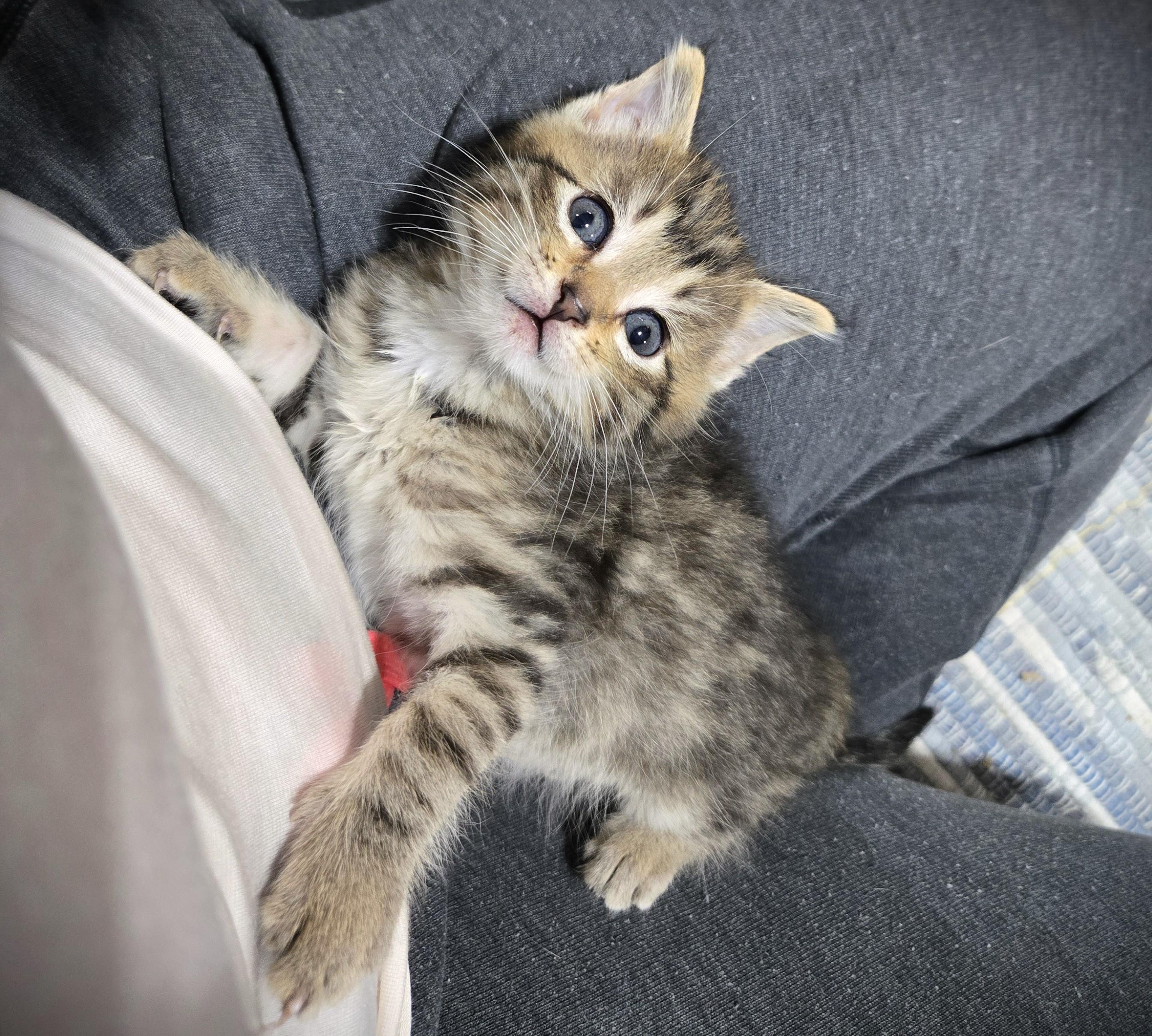 Enlarge Teddy, a ADOPTABLE Domestic Long Hair in Mankato, MN image 6/6