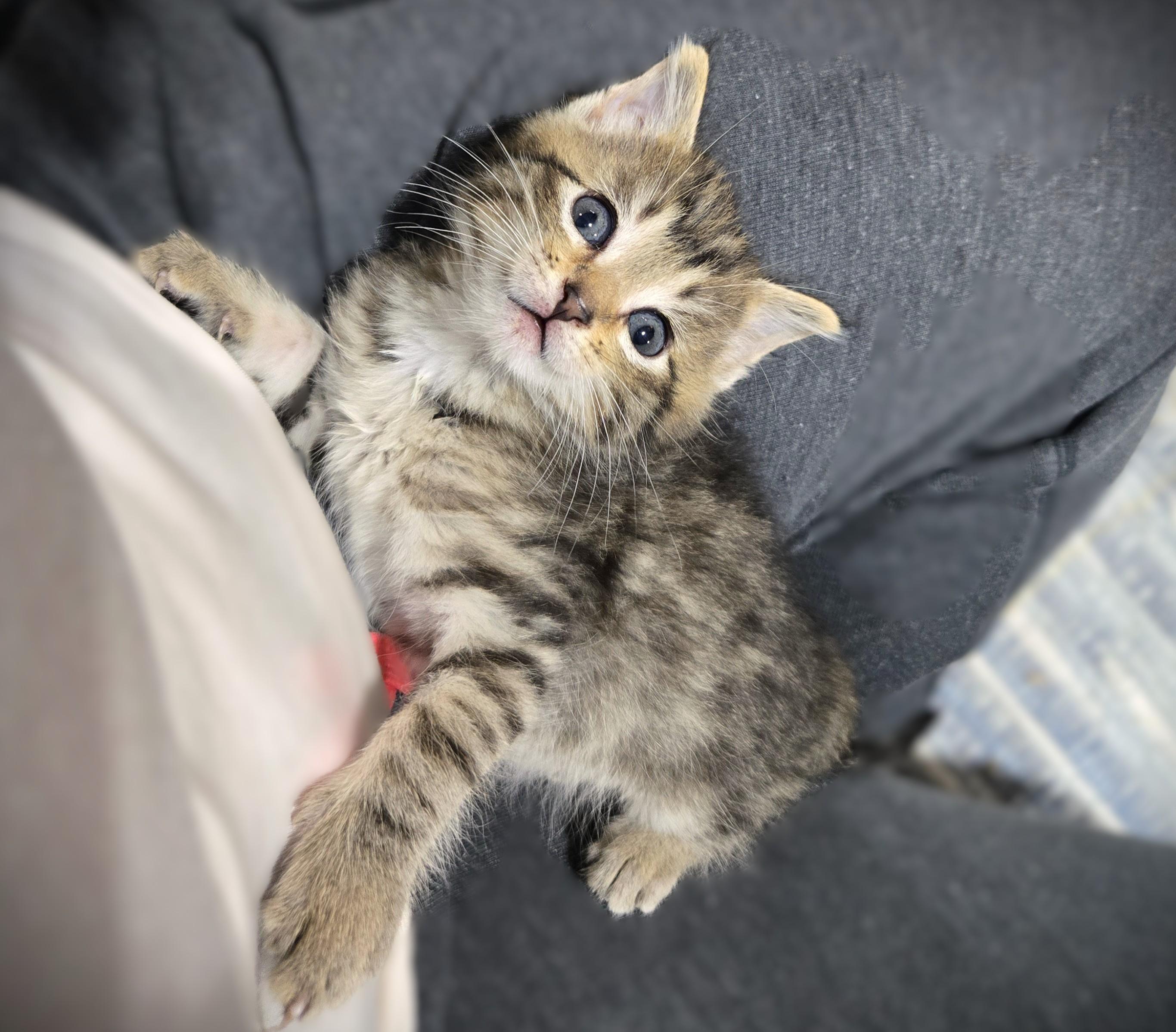 Enlarge Teddy, a ADOPTABLE Domestic Long Hair in Mankato, MN image 4/6