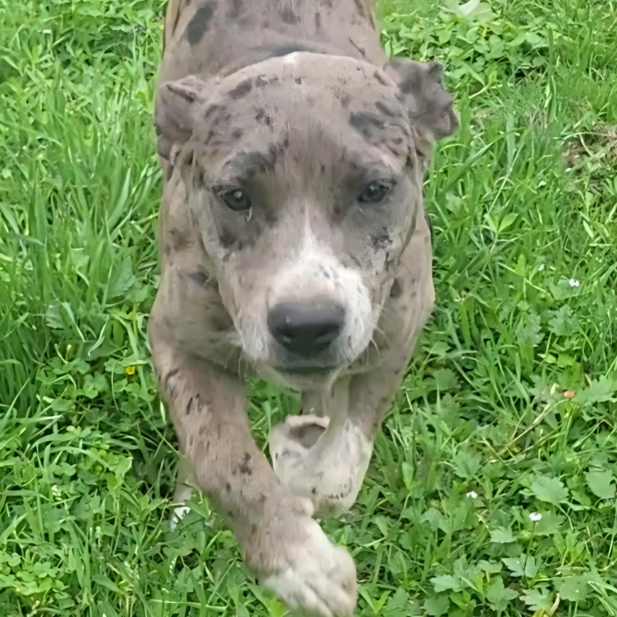 Holly , a ADOPTABLE mixed breed in Rockdale, TX image 2/2