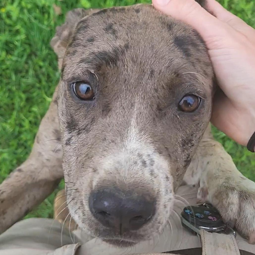 Holly , ADOPTABLE, Young Female Pit Bull Terrier.