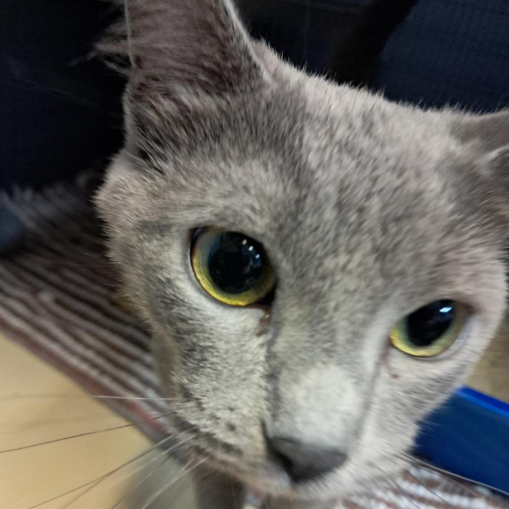 Blueberry, Adoptable, Young Female Domestic Short Hair.