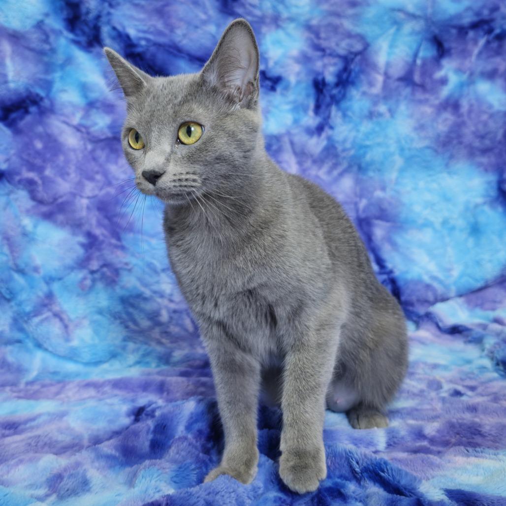 Enlarge Blueberry, a Adoptable Domestic Short Hair in Tipton, IA image 2/2