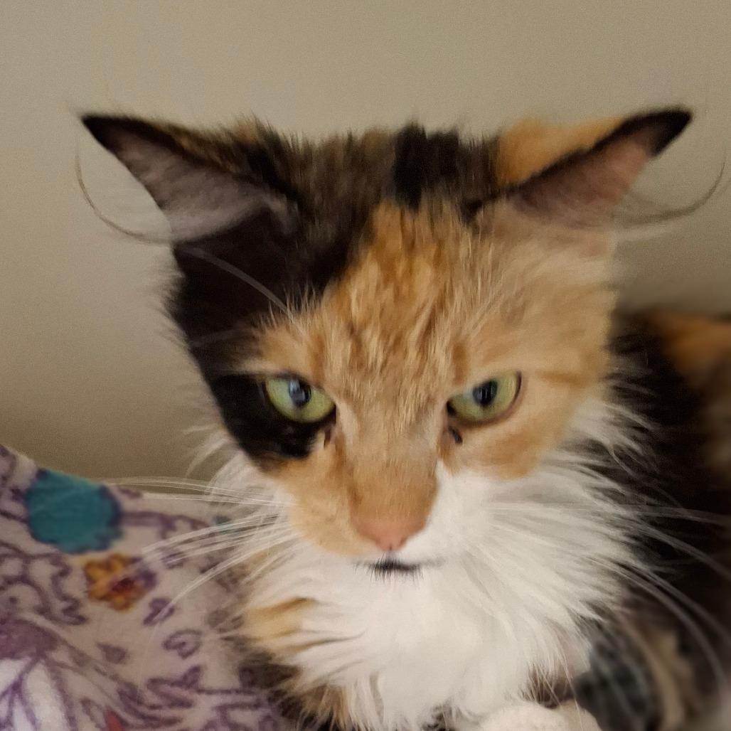 Shasta, Adoptable, Adult Female Domestic Long Hair.