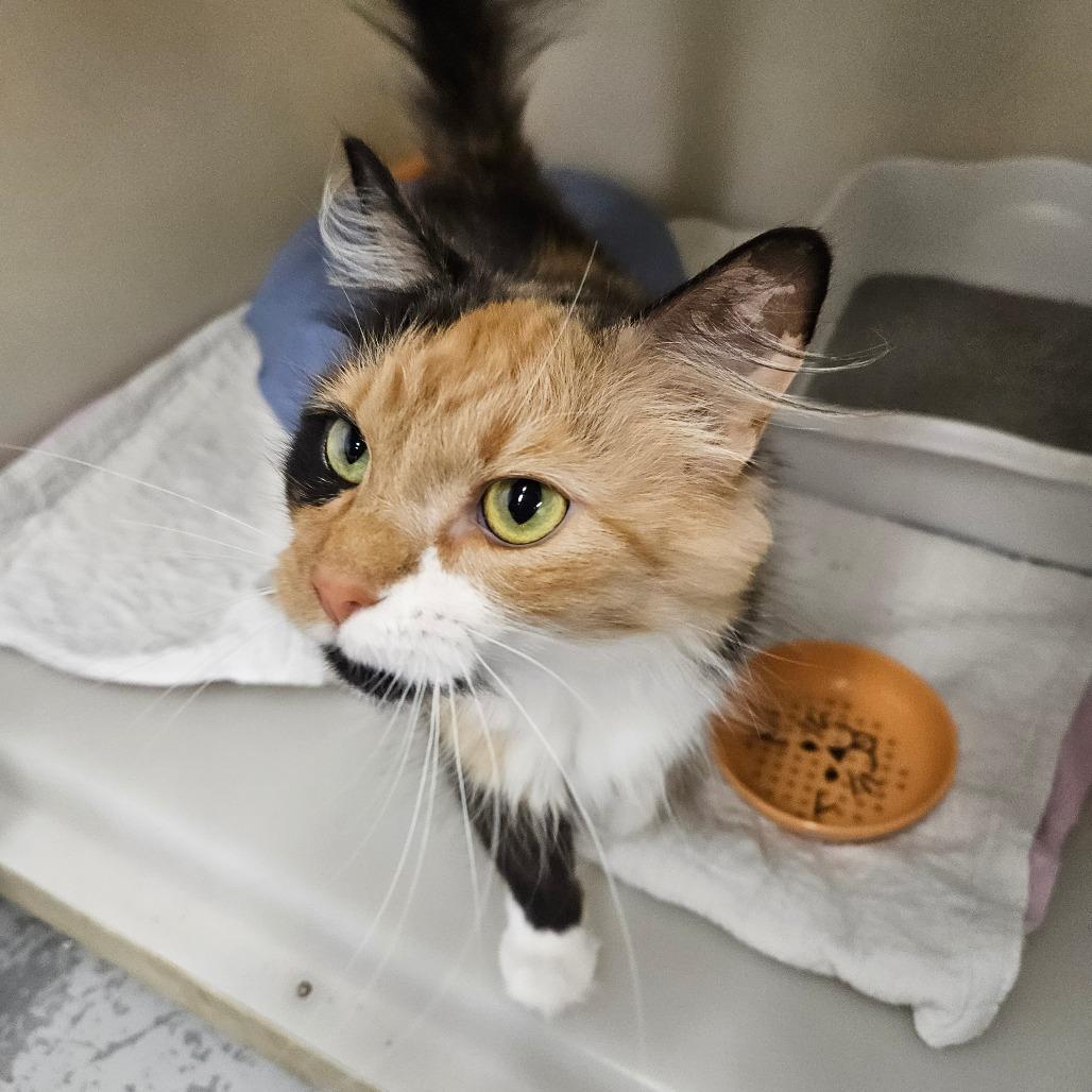 Enlarge Shasta, a Adoptable Domestic Long Hair in Zanesville, OH image 2/3