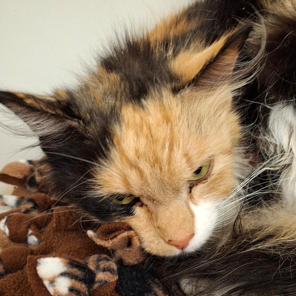 Enlarge Shasta, a Adoptable Domestic Long Hair in Zanesville, OH image 3/3