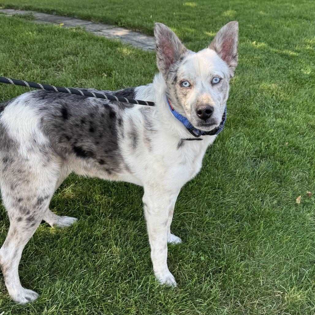 Enlarge Jelly Bean, a Adoptable mixed breed in Spokane, WA image 1/4