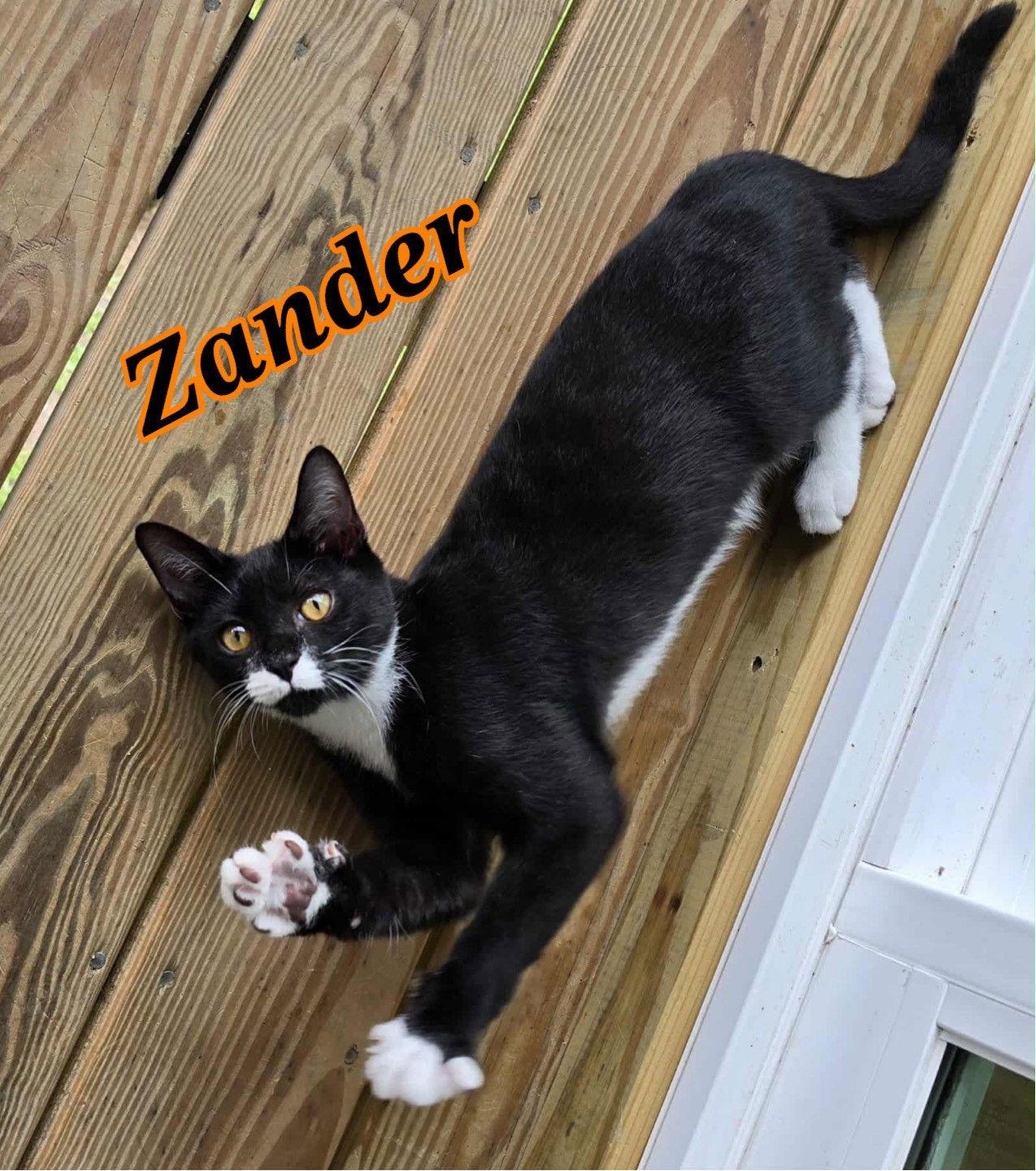 Zander2, a Adopted Domestic Short Hair in Gonic, NH image 1/3