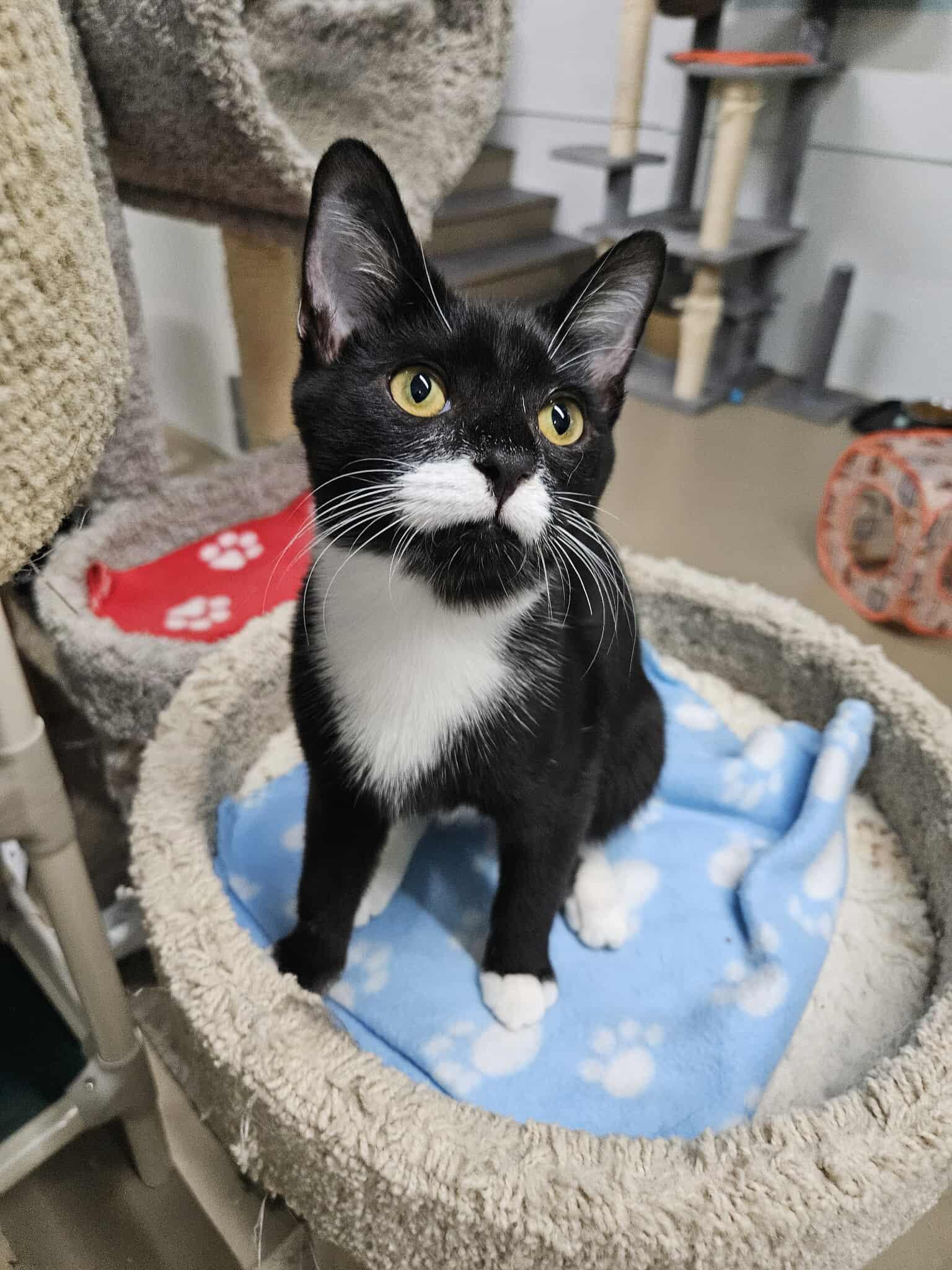 Zander2, a Adopted Domestic Short Hair in Gonic, NH image 2/3