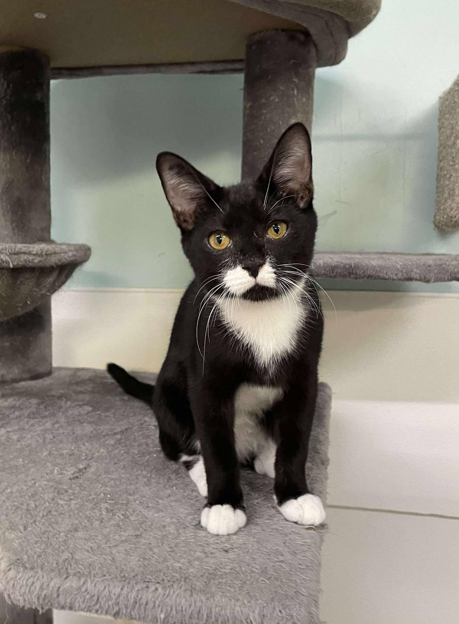 Zander2, a Adopted Domestic Short Hair in Gonic, NH image 3/3