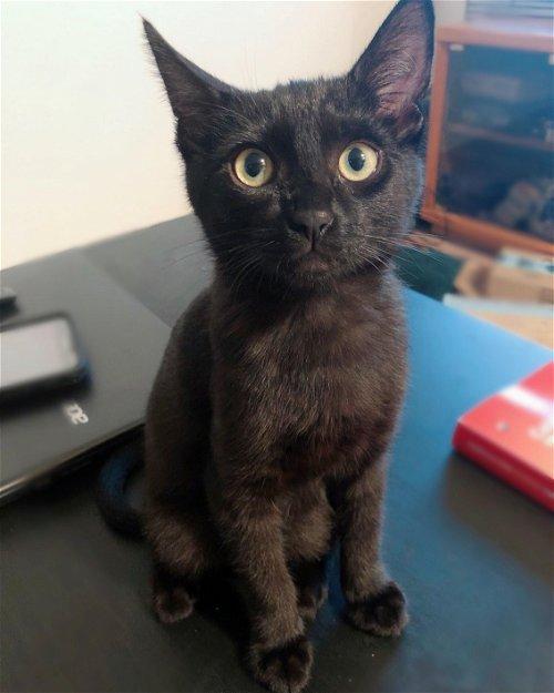 Willow, Adoptable, Young Female Domestic Short Hair.