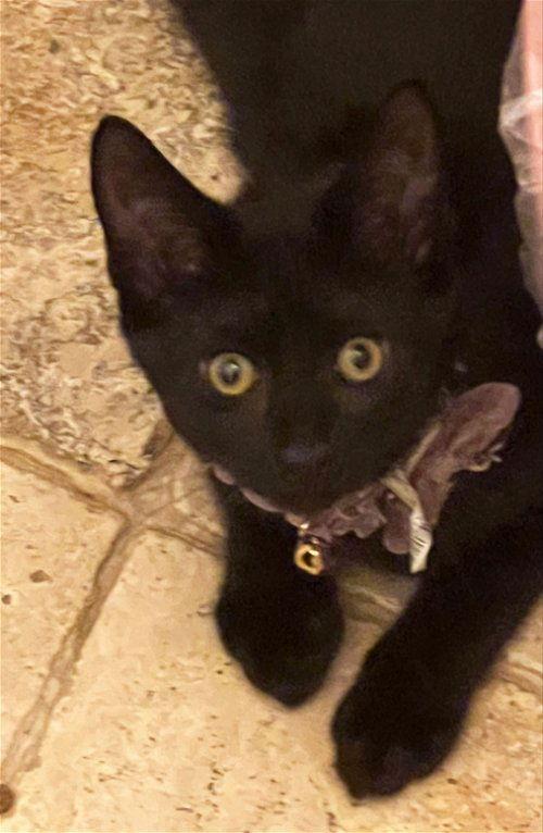 Enlarge Willow, a Adoptable Domestic Short Hair in Walnut Creek, CA image 3/3