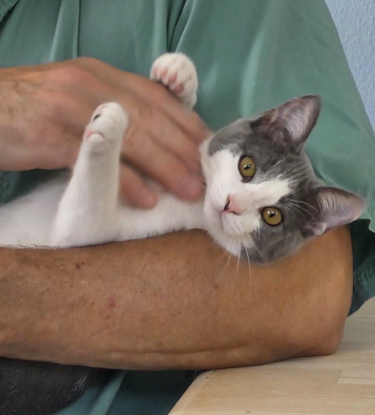 Button, Adopted, Kitten Female Domestic Short Hair.