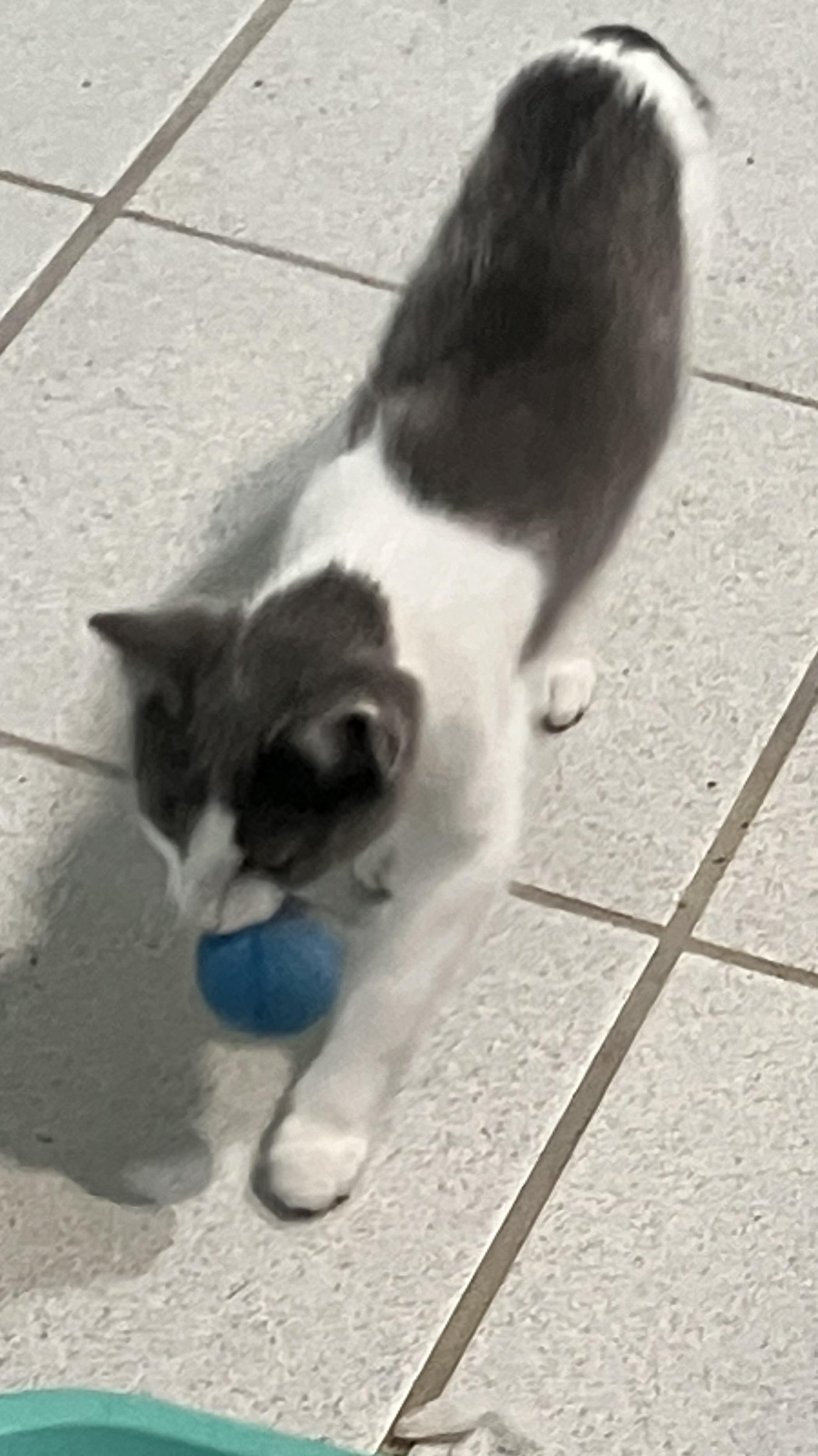 Enlarge Button, a Adopted Domestic Short Hair in Ladonia, TX image 4/6