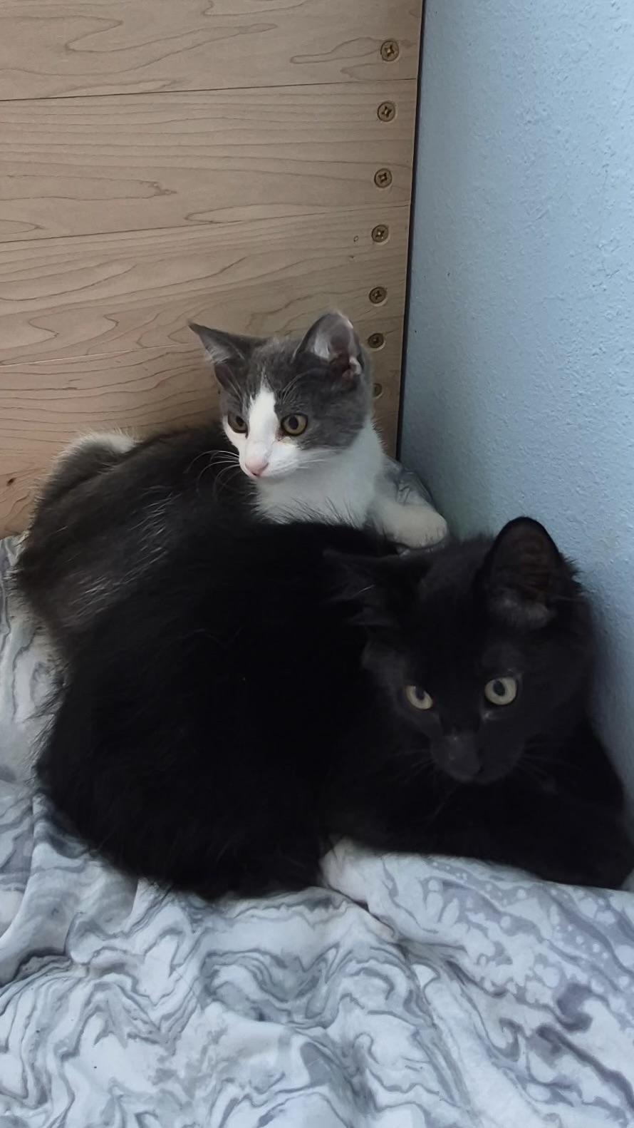 Enlarge Button, a Adopted Domestic Short Hair in Ladonia, TX image 6/6