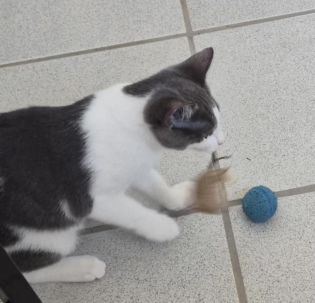 Enlarge Button, a Adopted Domestic Short Hair in Ladonia, TX image 5/6