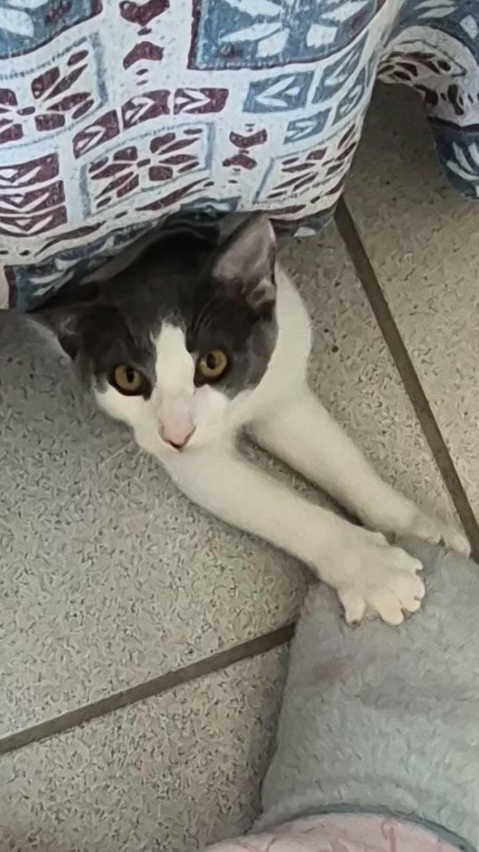 Enlarge Button, a Adopted Domestic Short Hair in Ladonia, TX image 2/6