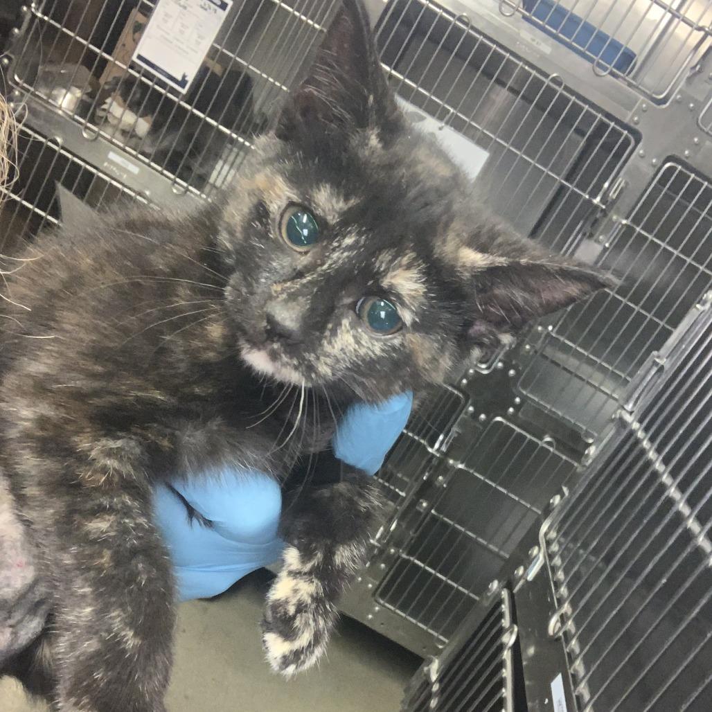 Enlarge Stephanie, a Adoptable Domestic Short Hair in Baltimore, MD image 1/1