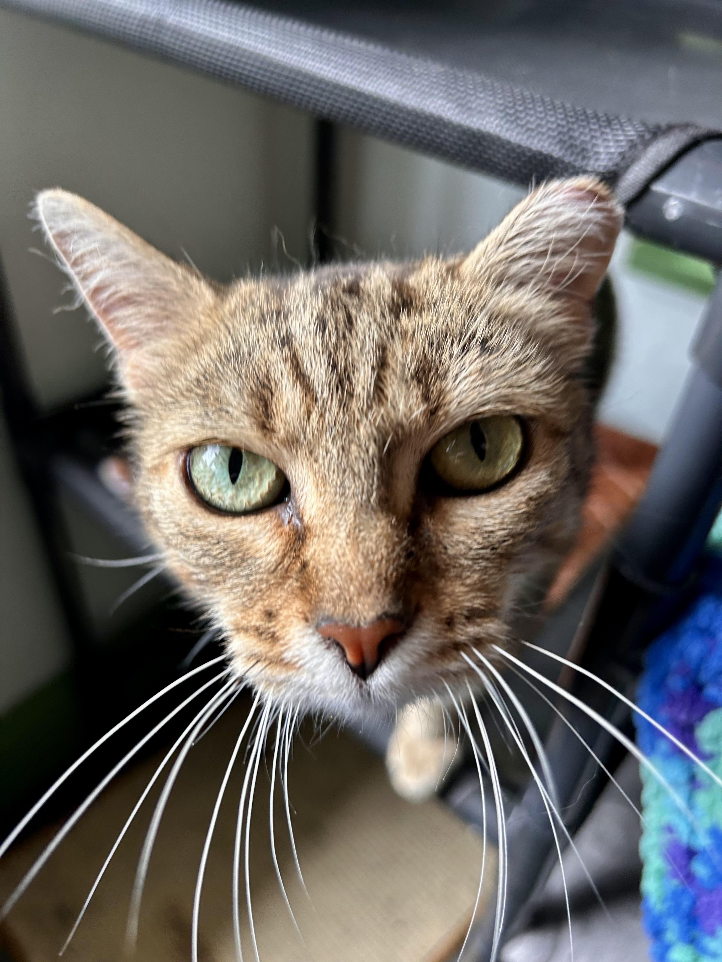 Martina, a ADOPTABLE Tabby in Grand Rapids, MI image 3/6