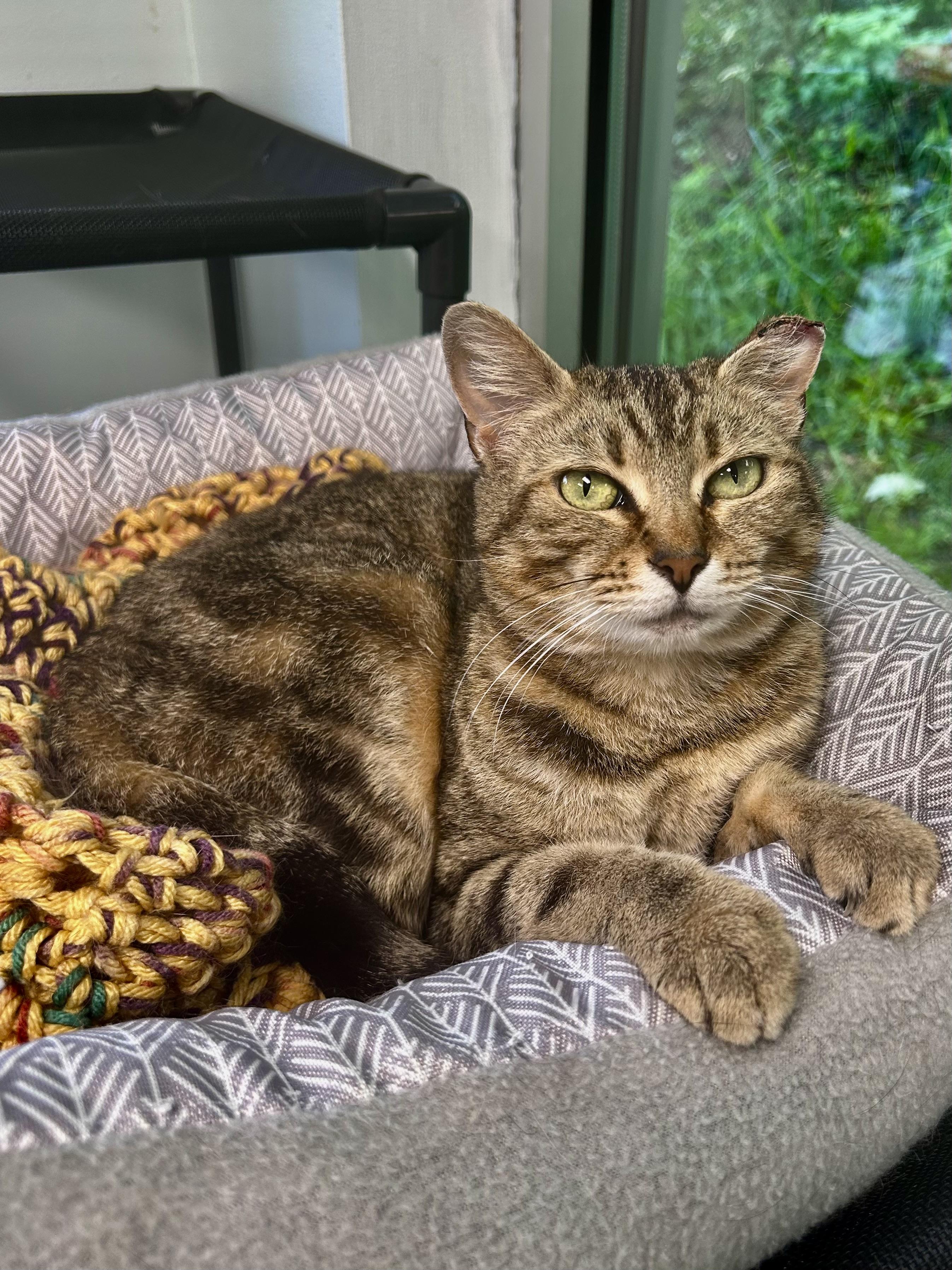 Maddie, ADOPTABLE, Young Female Tabby.