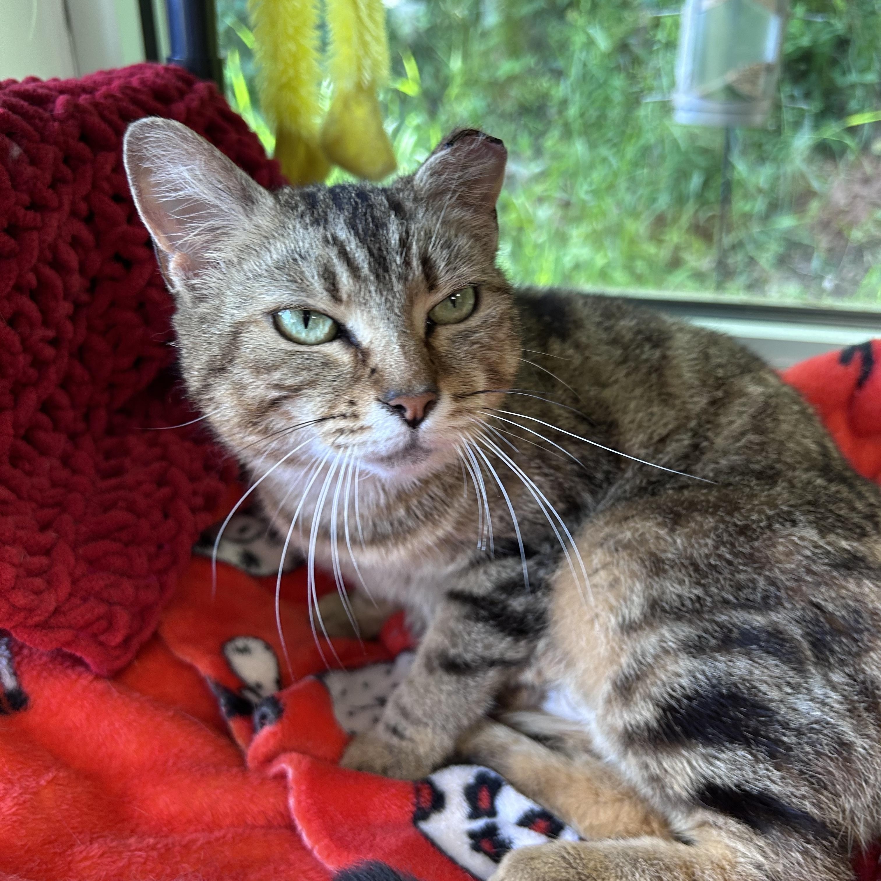 Enlarge Maddie, a ADOPTABLE Tabby in Grand Rapids, MI image 4/6