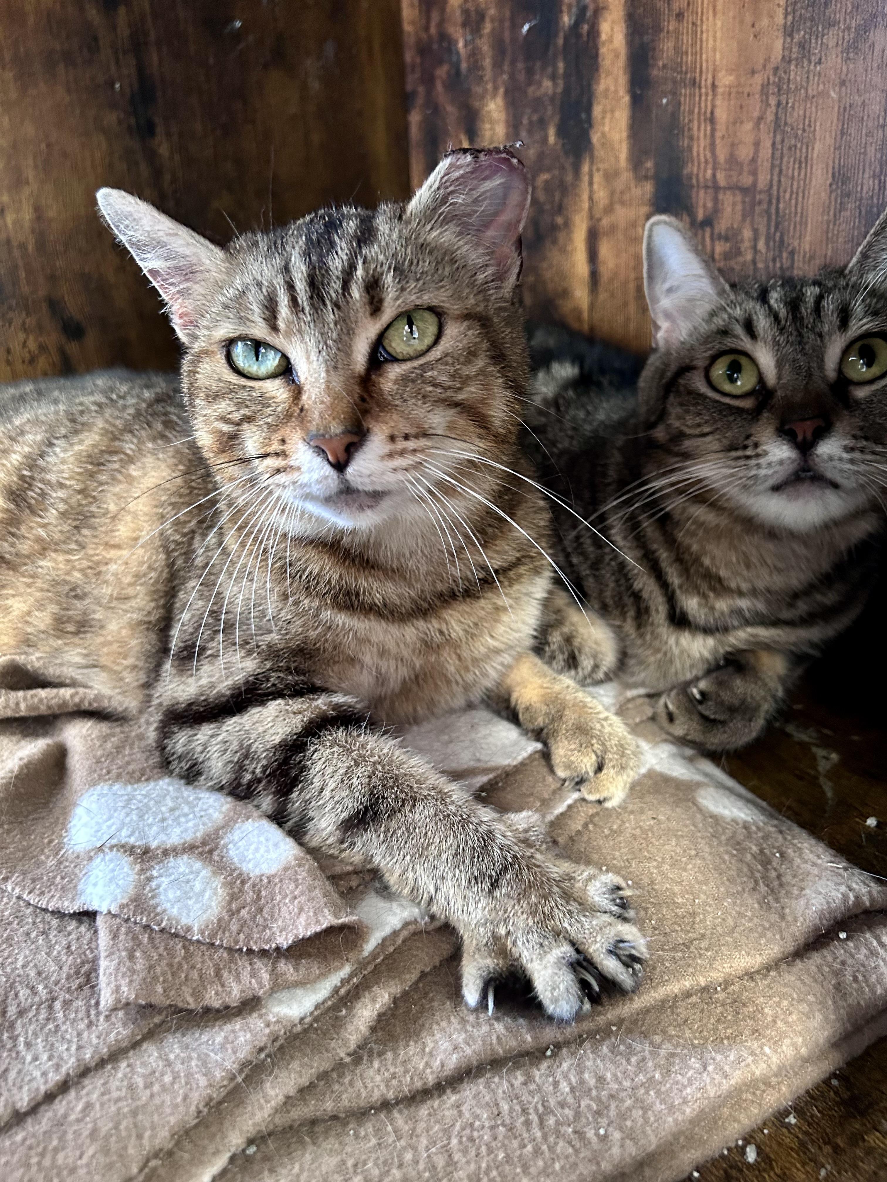 Enlarge Maddie, a ADOPTABLE Tabby in Grand Rapids, MI image 5/6