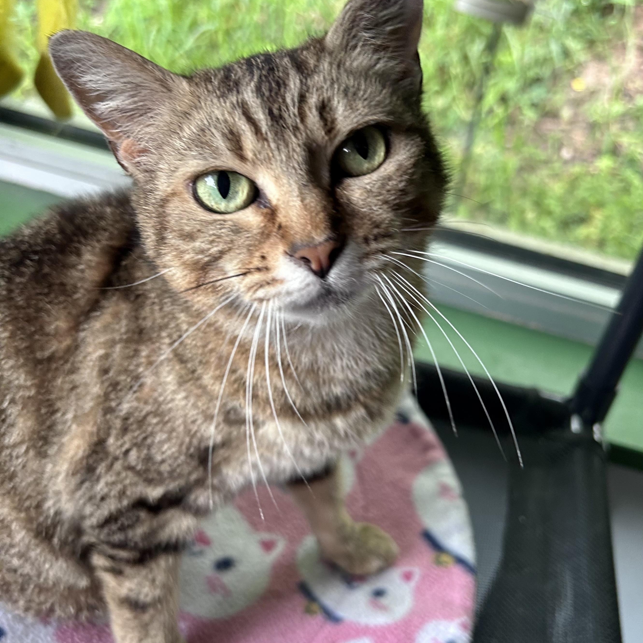 Enlarge Maddie, a ADOPTABLE Tabby in Grand Rapids, MI image 2/6