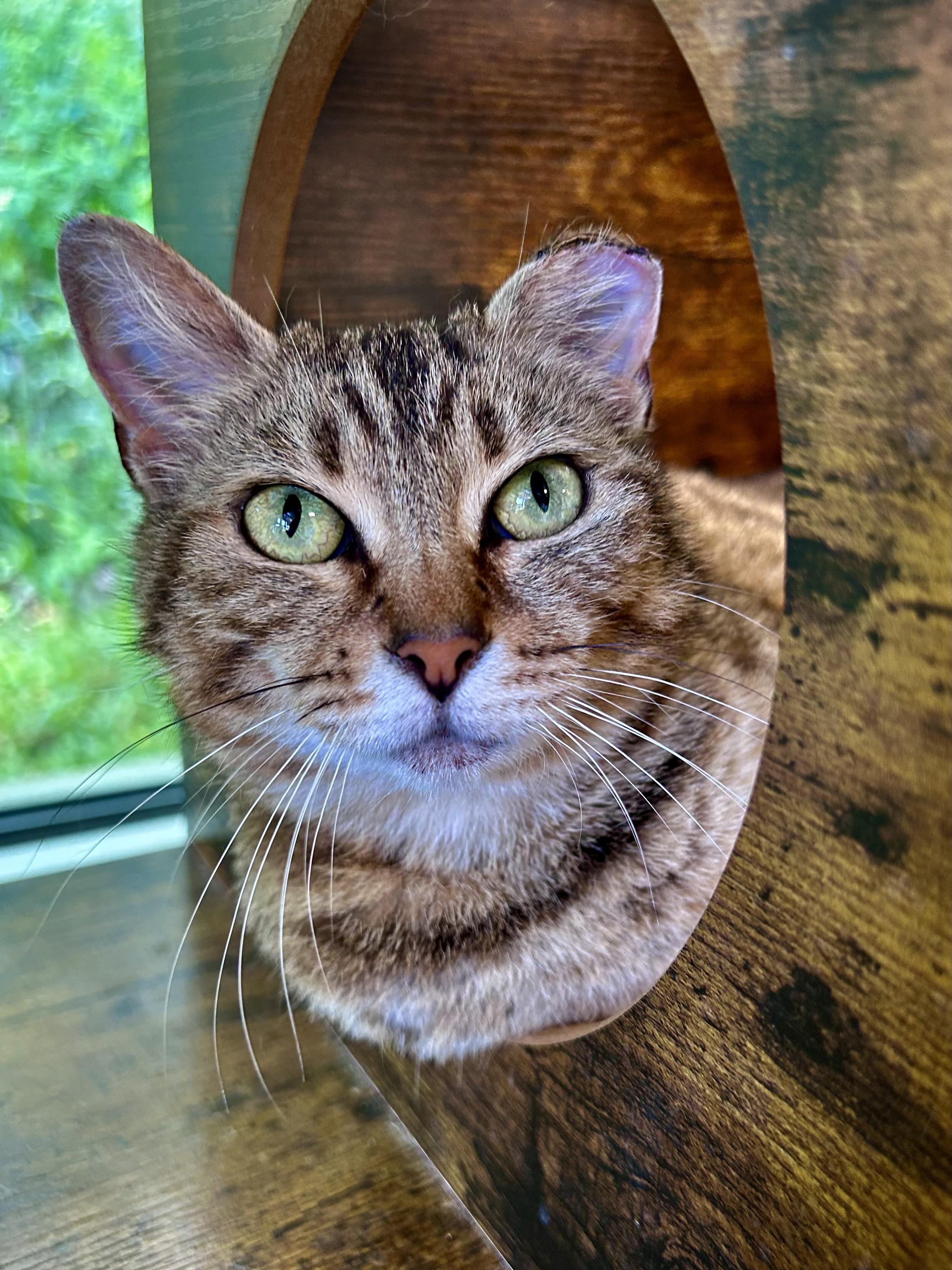 Enlarge Maddie, a ADOPTABLE Tabby in Grand Rapids, MI image 3/6