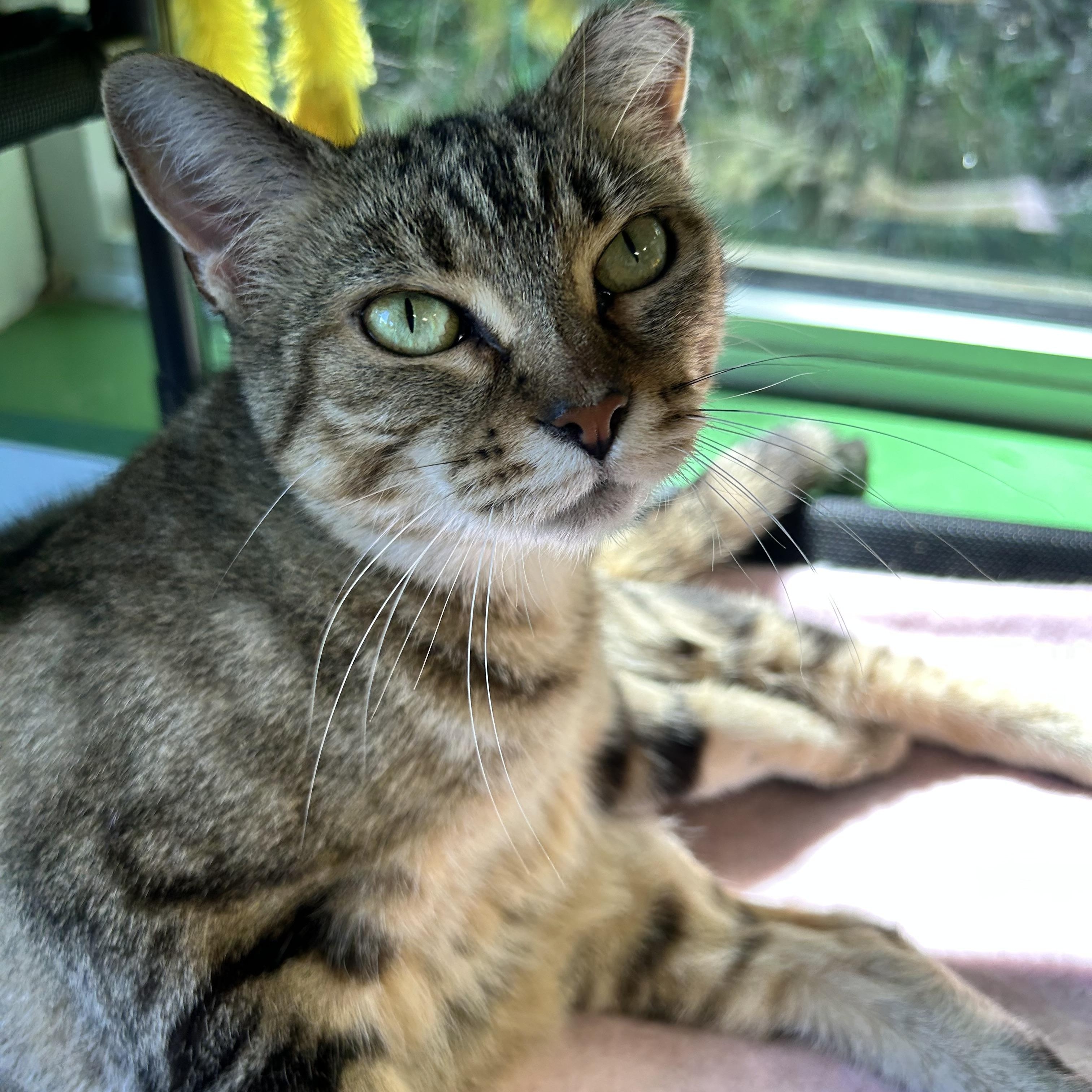 Martina, a ADOPTABLE Tabby in Grand Rapids, MI image 6/6