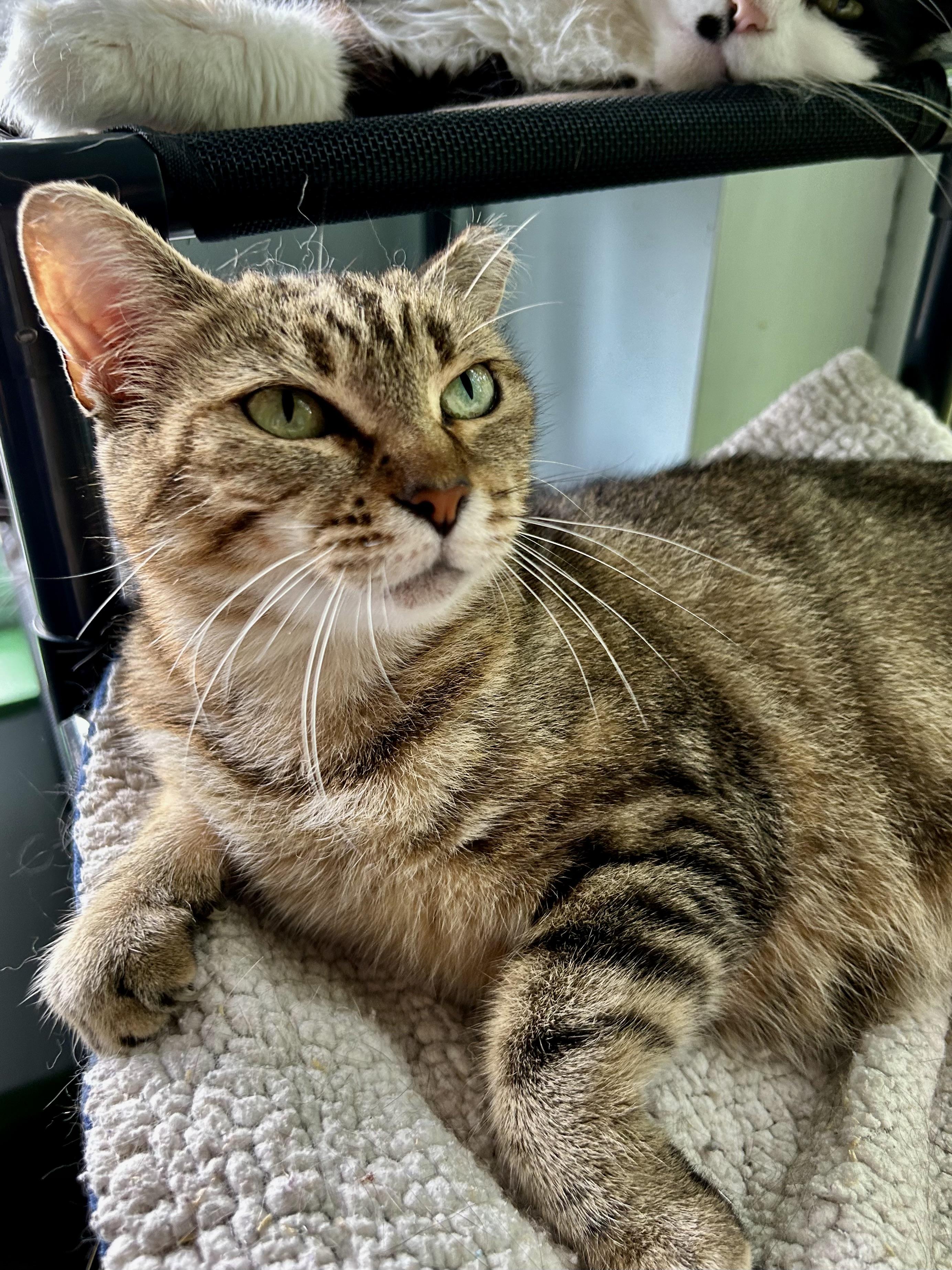 Martina, ADOPTABLE, Young Female Tabby.