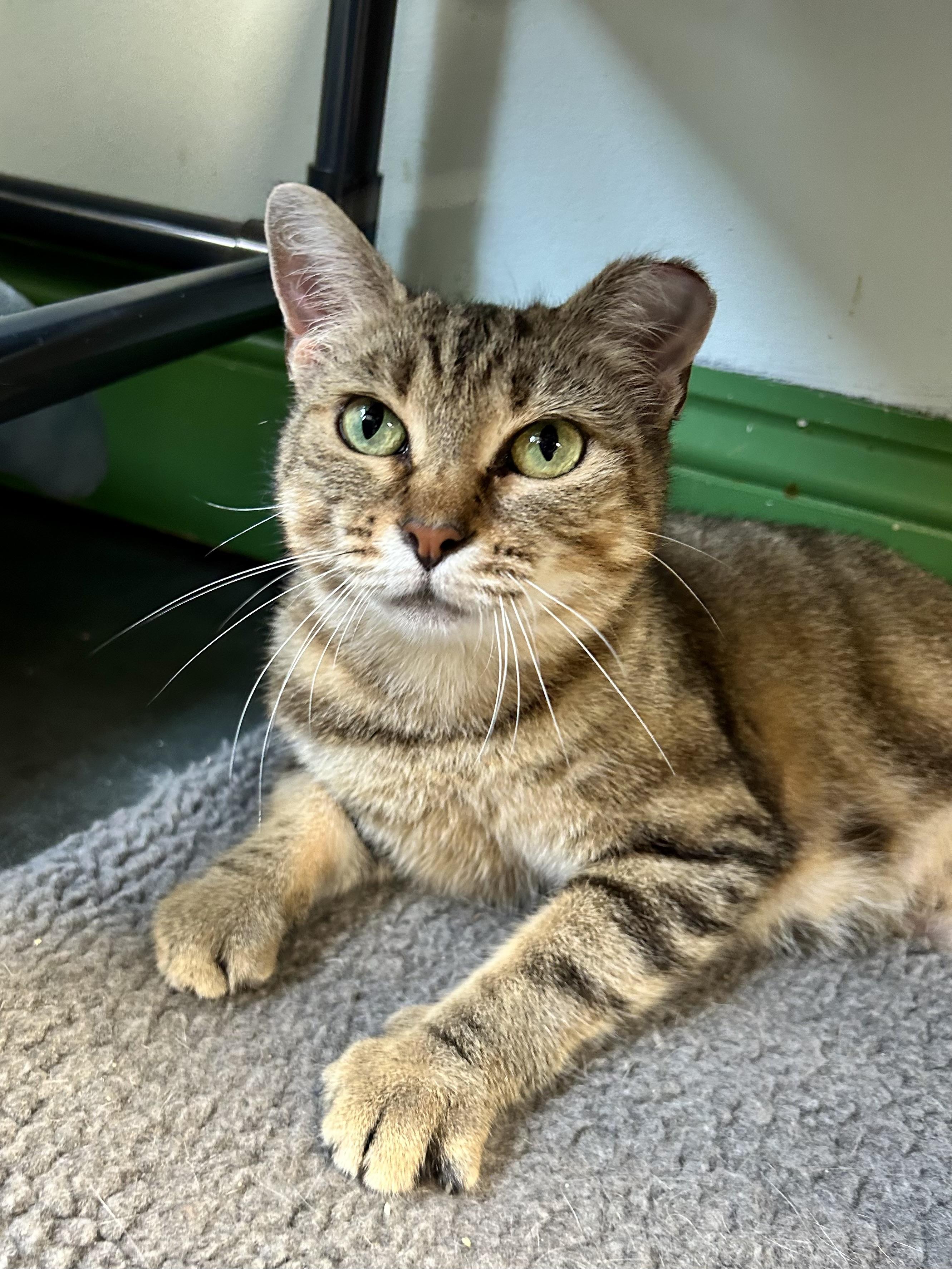 Martina, a ADOPTABLE Tabby in Grand Rapids, MI image 2/6