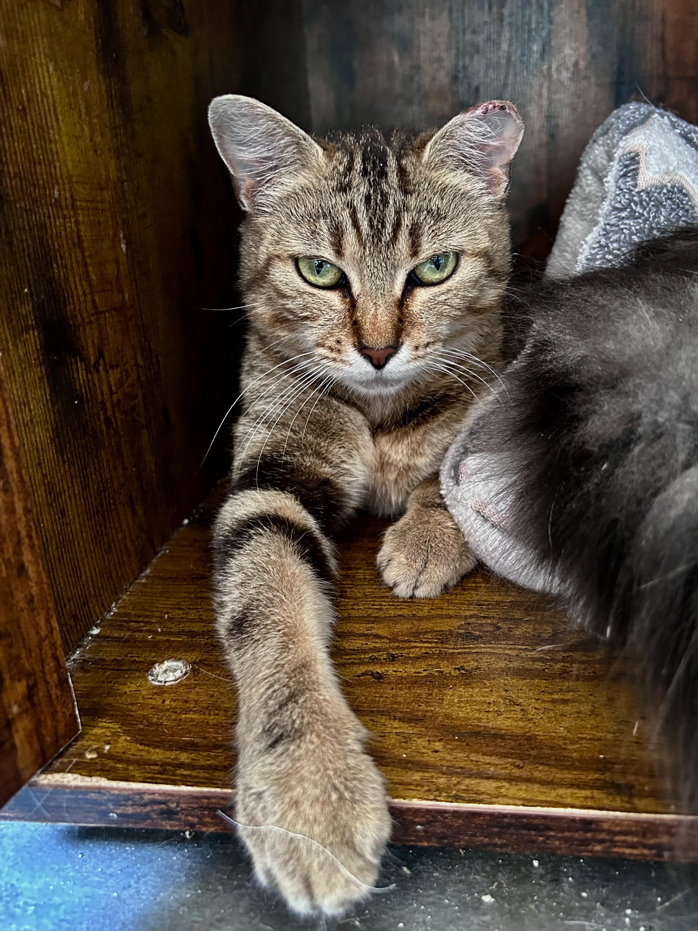 Enlarge Maddie, a ADOPTABLE Tabby in Grand Rapids, MI image 6/6