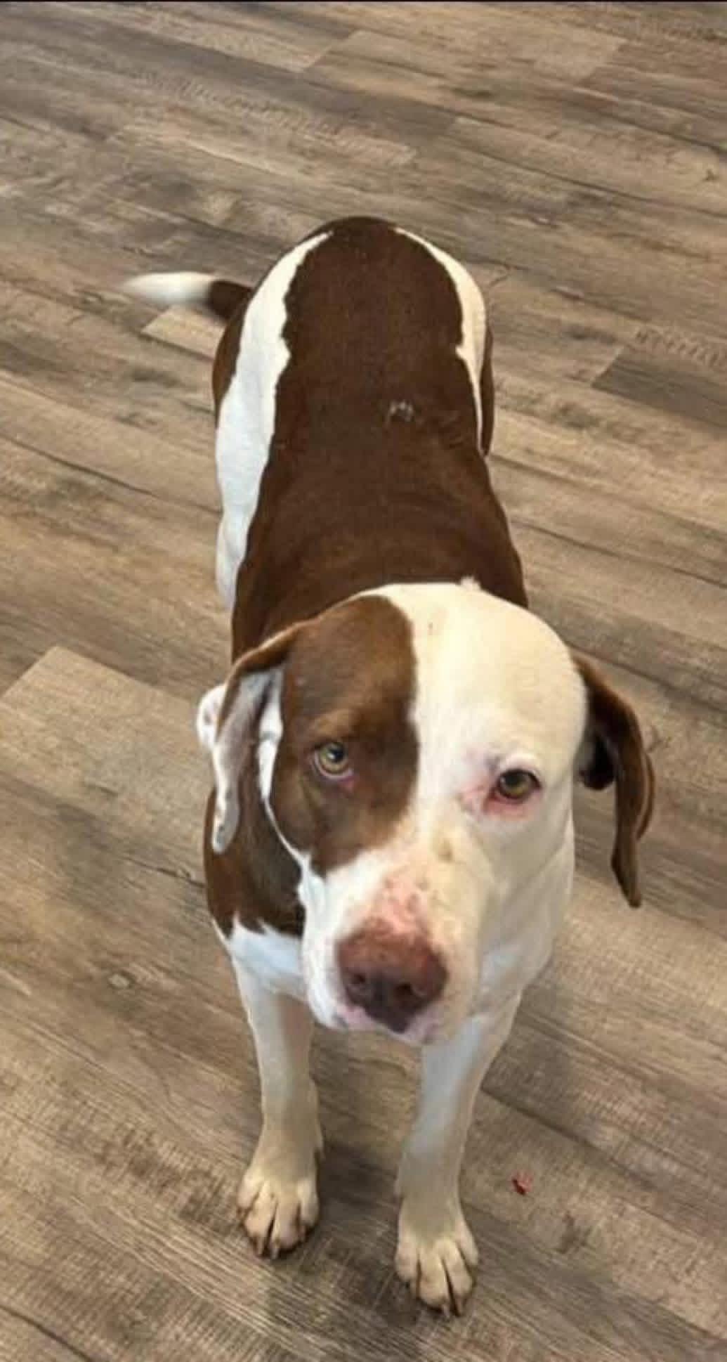 Enlarge Maggie, a ADOPTABLE mixed breed in Foley, AL image 3/4