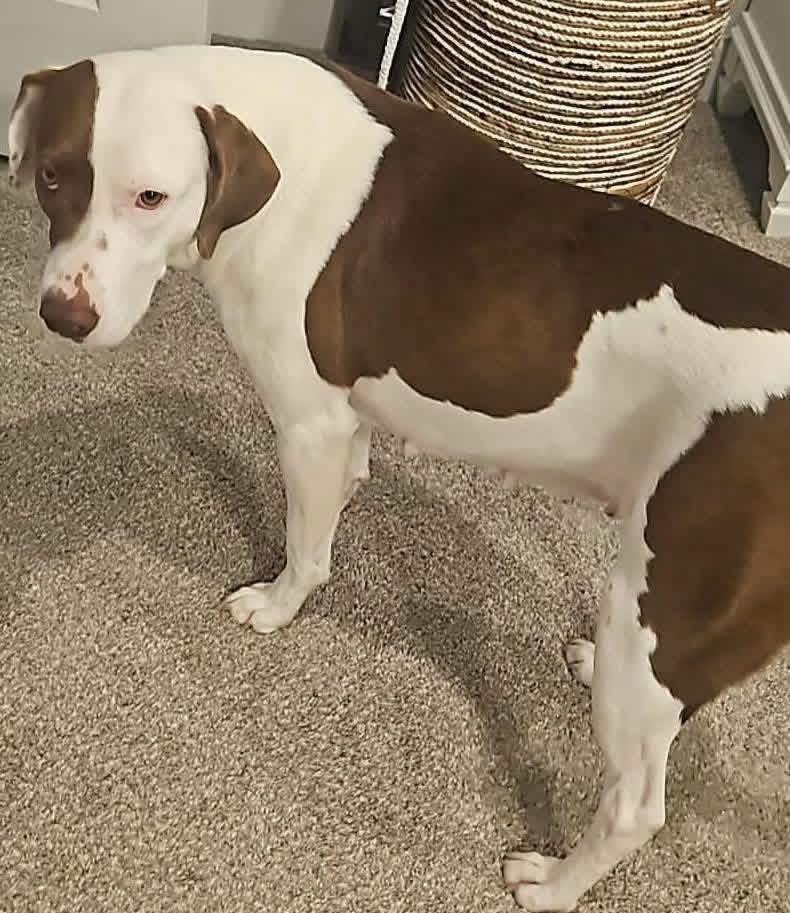 Enlarge Maggie, a ADOPTABLE mixed breed in Foley, AL image 4/4