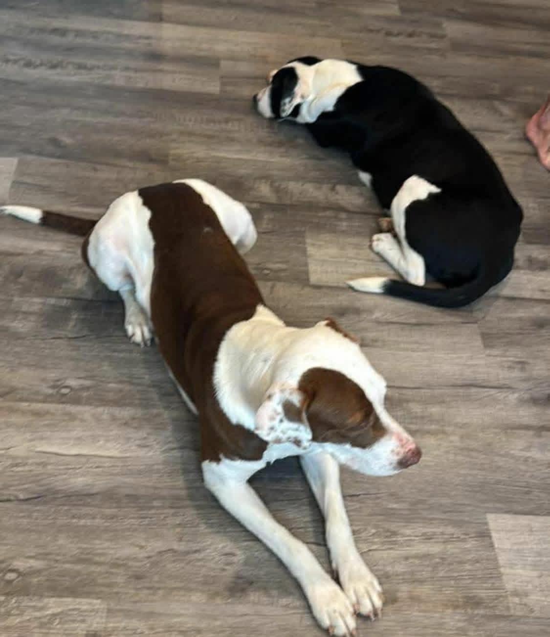 Enlarge Maggie, a ADOPTABLE mixed breed in Foley, AL image 2/4