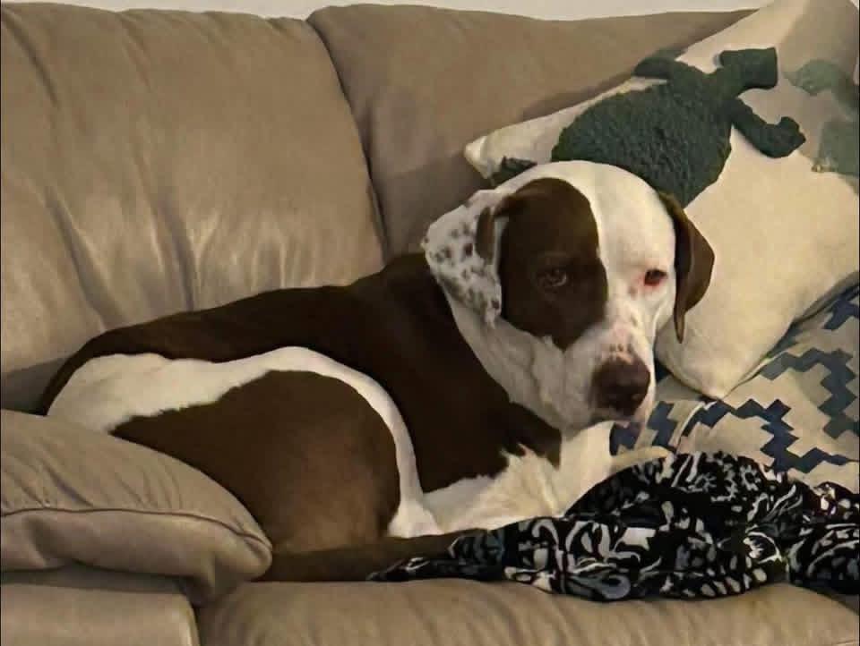 Enlarge Maggie, a ADOPTABLE mixed breed in Foley, AL image 1/4