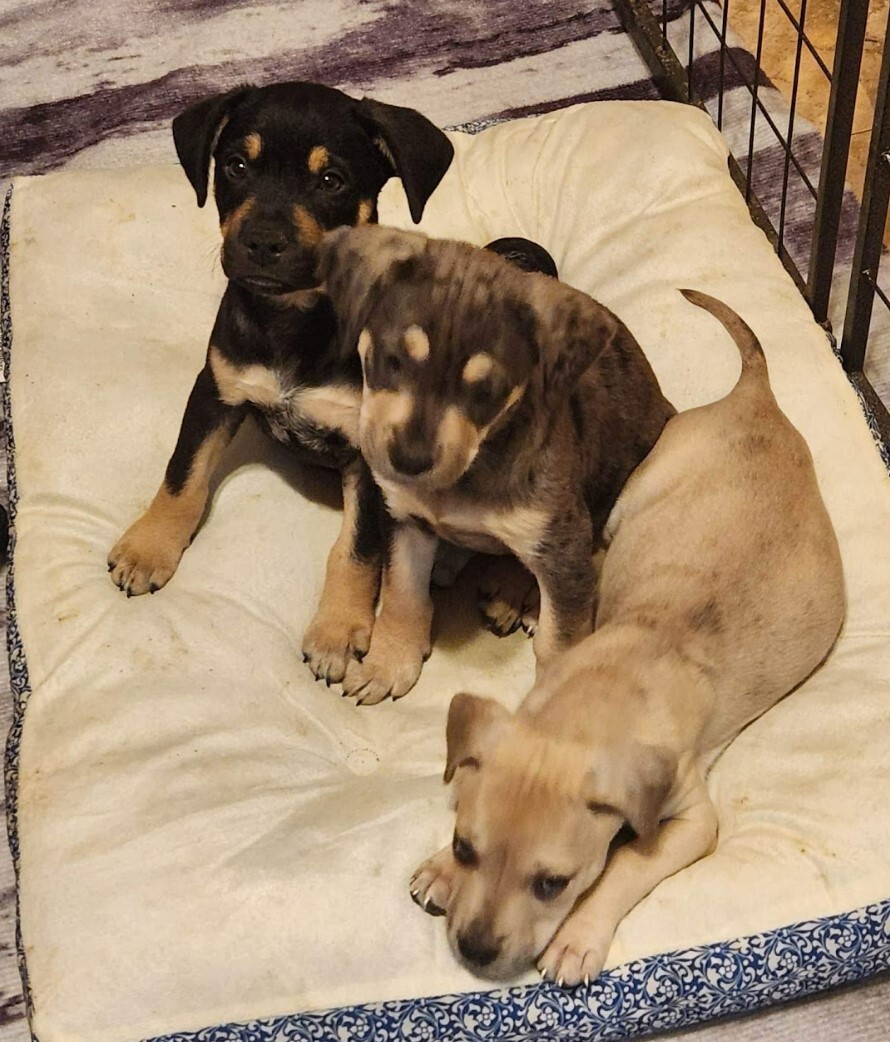 Dylan, Adopted, Puppy Male Bullmastiff & Labrador Retriever.