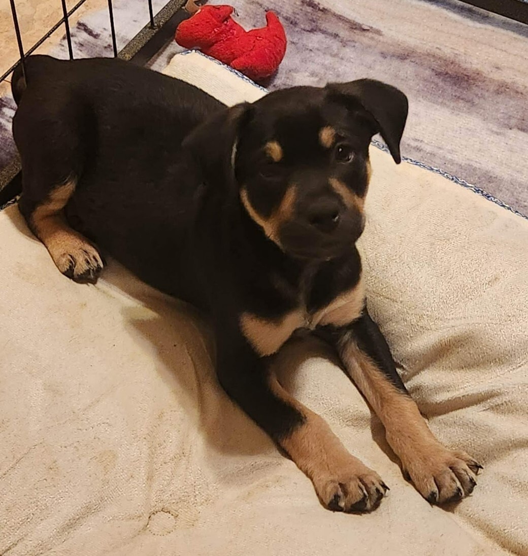 Enlarge Dylan, a Adopted mixed breed in Cedar Hill, TX image 2/10