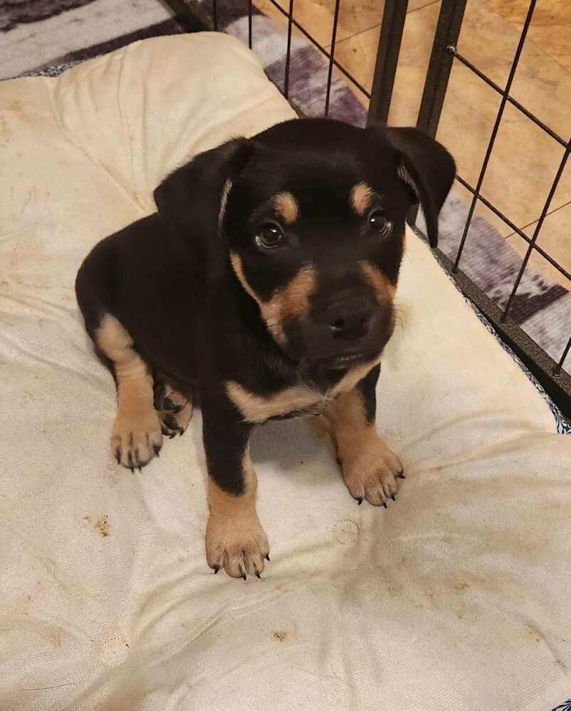 Enlarge Dylan, a Adopted mixed breed in Cedar Hill, TX image 3/10