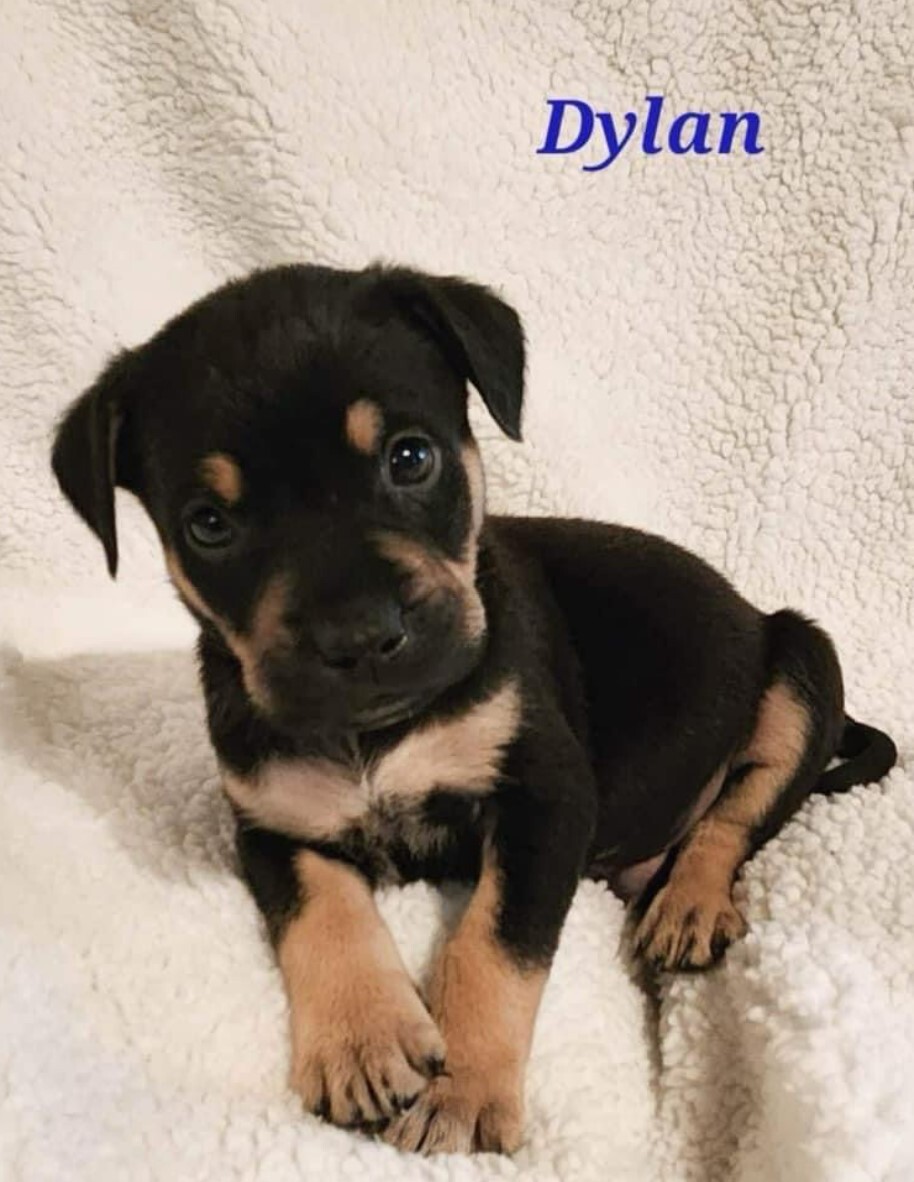 Enlarge Dylan, a Adopted mixed breed in Cedar Hill, TX image 4/10