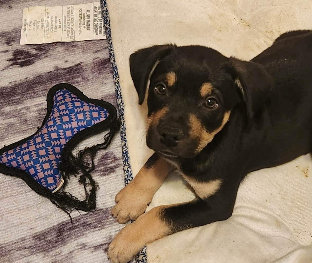 Enlarge Dylan, a Adopted mixed breed in Cedar Hill, TX image 5/10