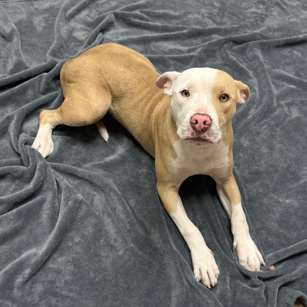 Enlarge Dale, a Adoptable Pit Bull Terrier in Brenham, TX image 2/6